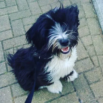 Photo of Boris