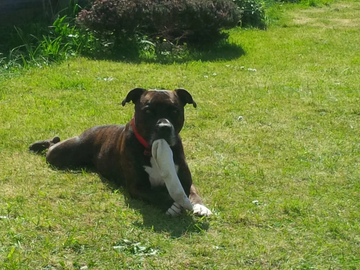 Jake, photo 2