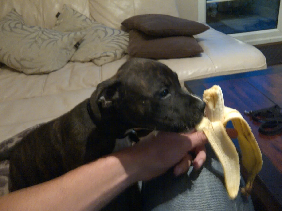 Jake, photo 3