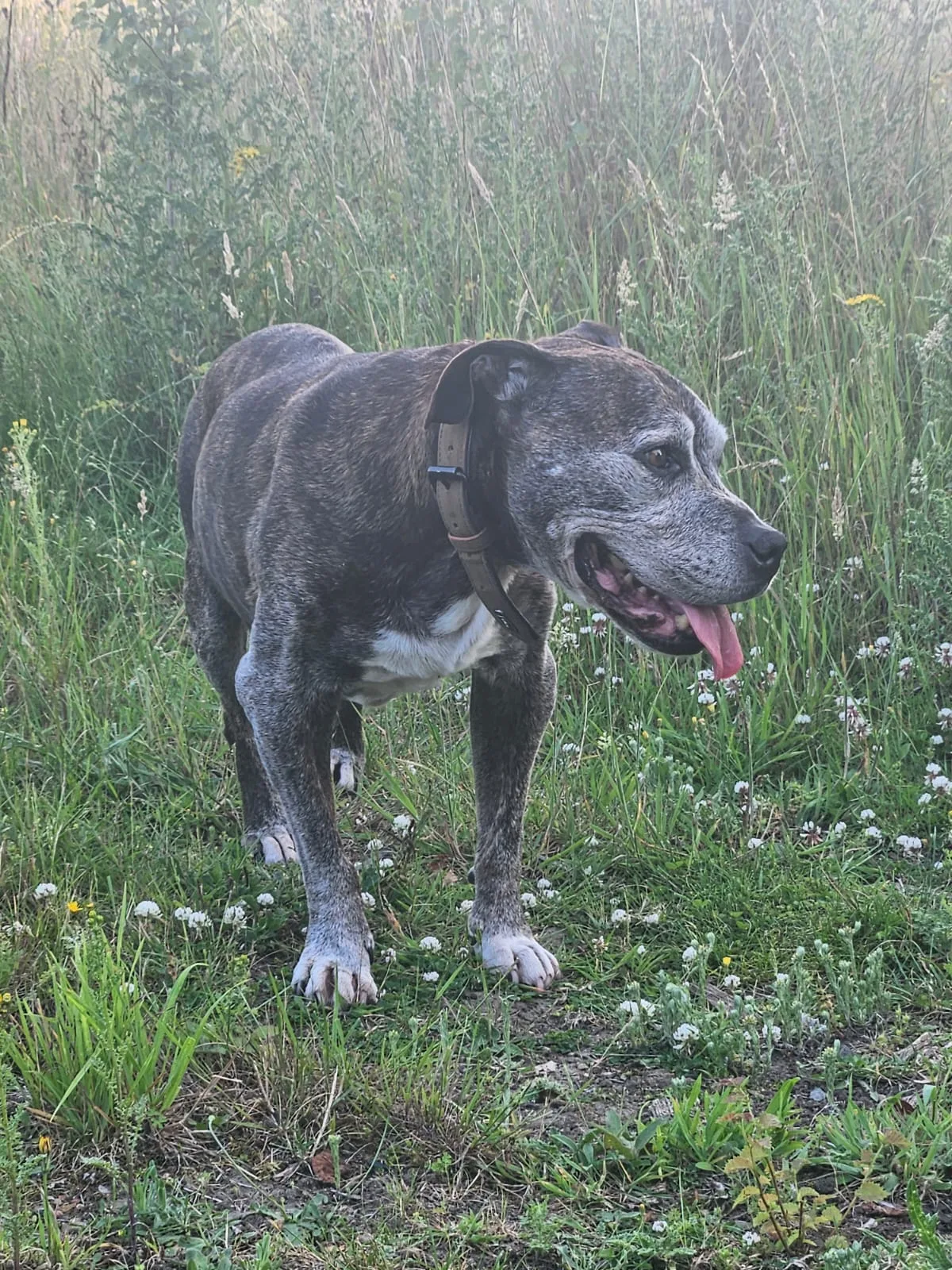 Jake, photo 4