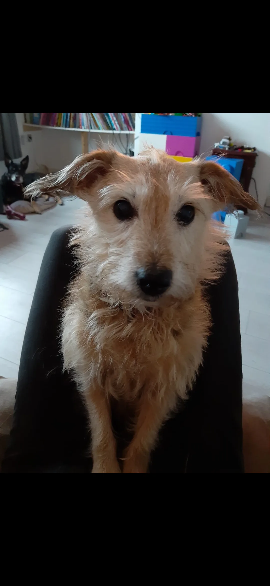 Ziggy, photo 4