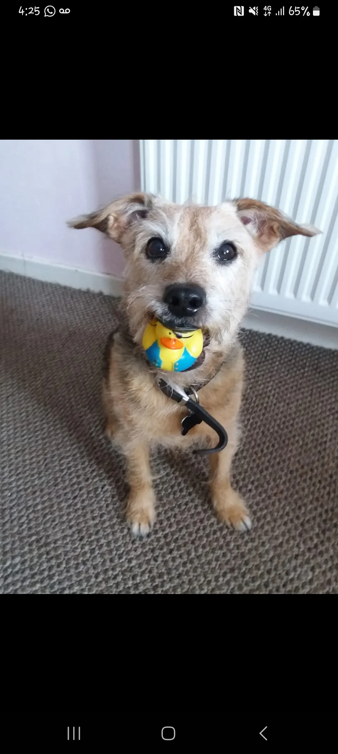 Ziggy, photo 5