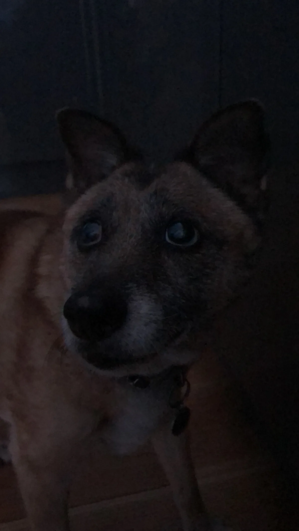 Lola, photo 4