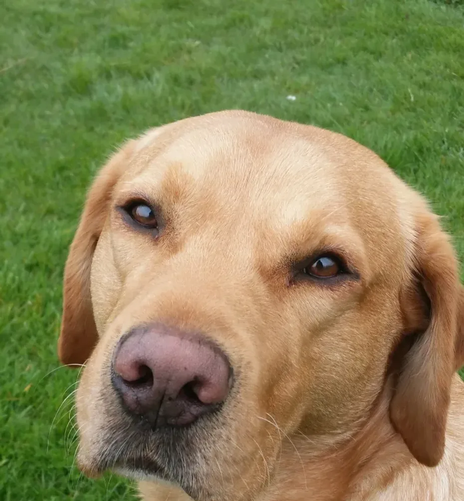 Portrait of Dude