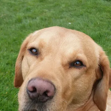 Photo of Dude