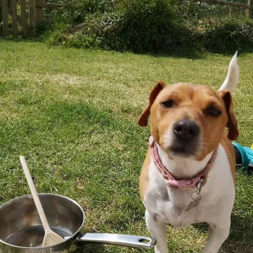 Photo of Honey