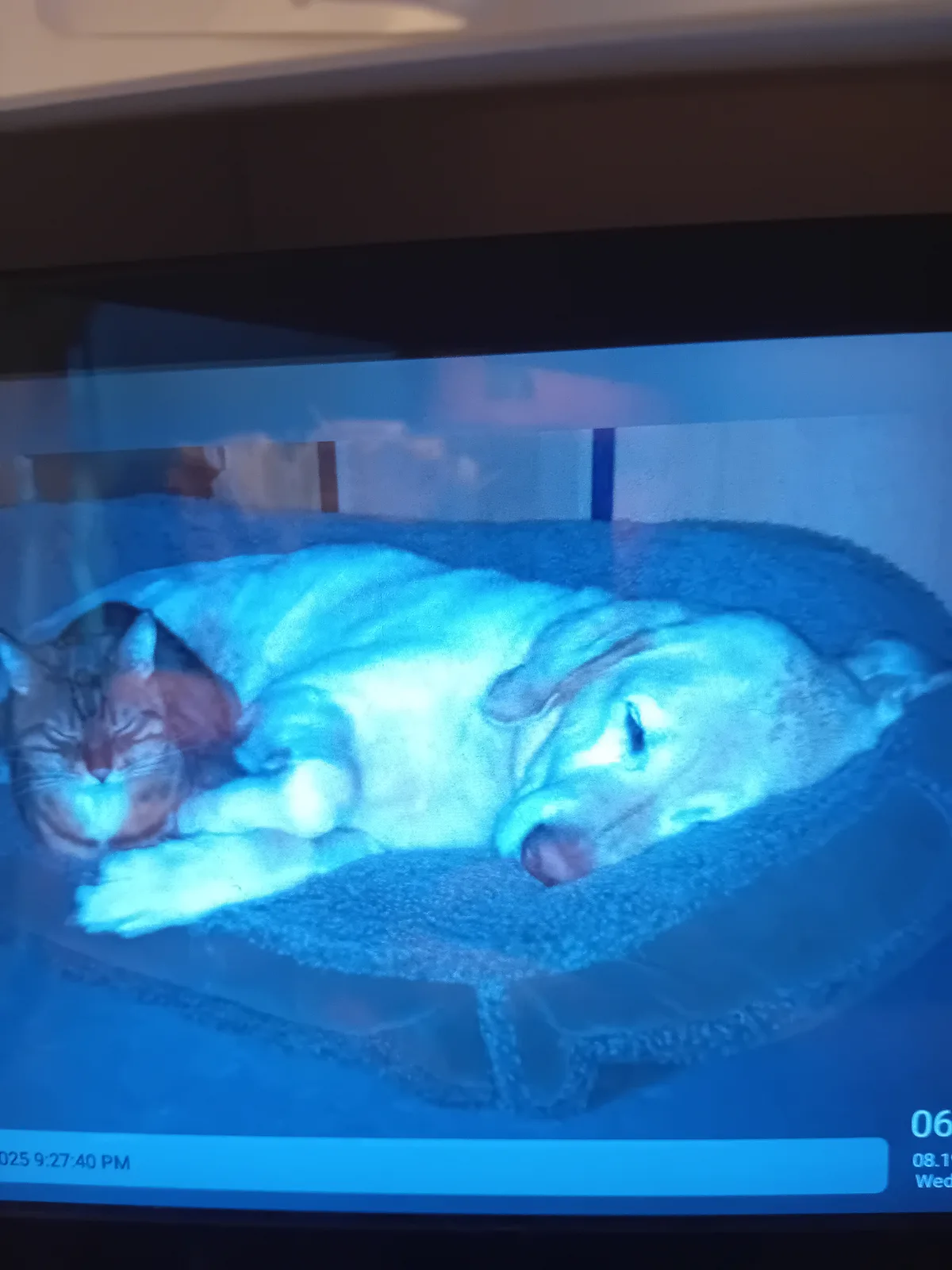 Delilah, photo 2