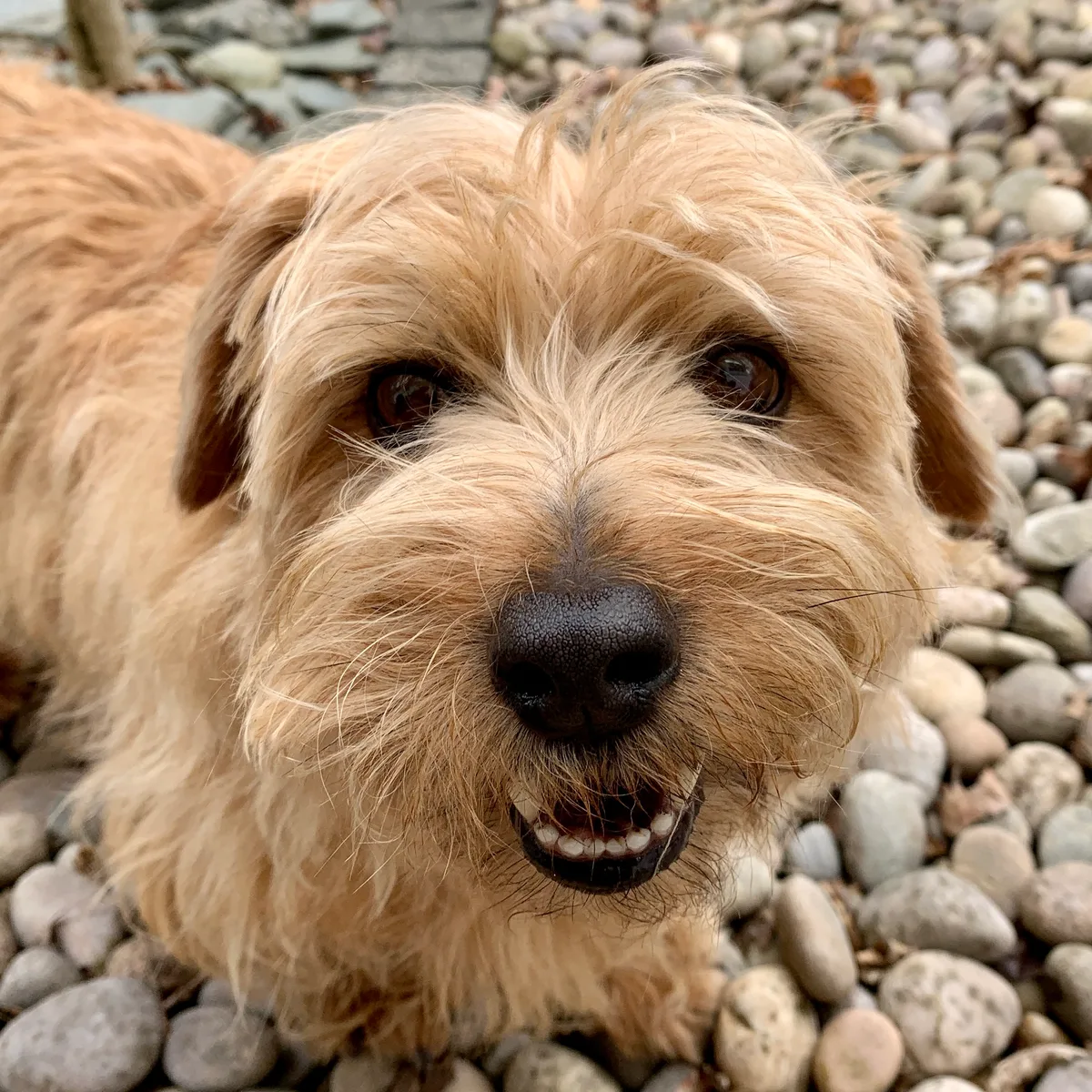 Max, photo 4