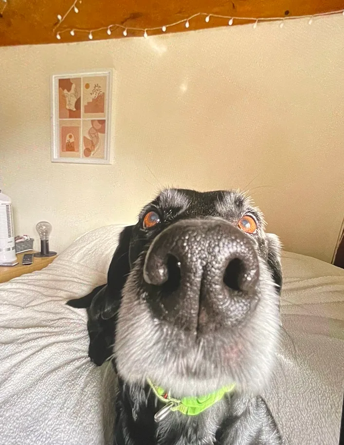 Molly, photo 2