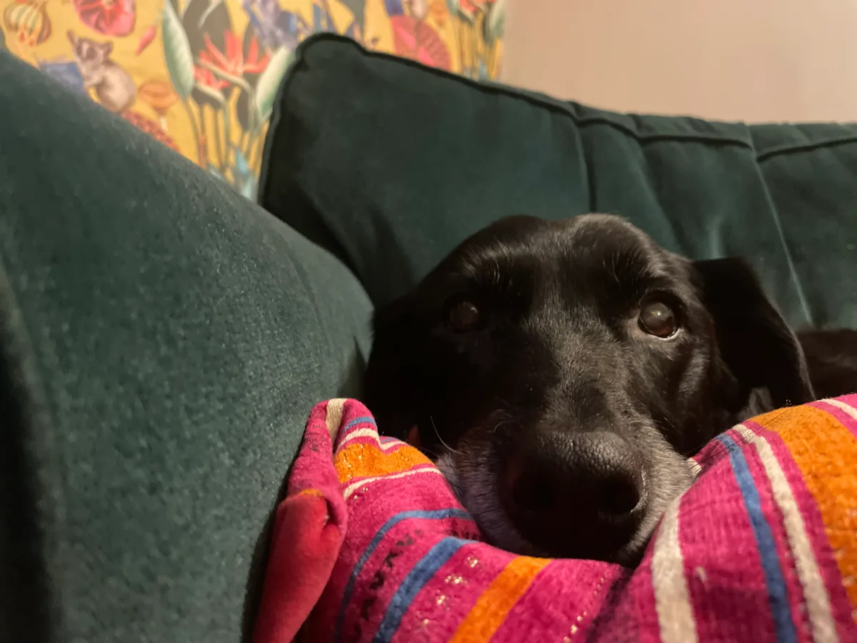 Molly, photo 4