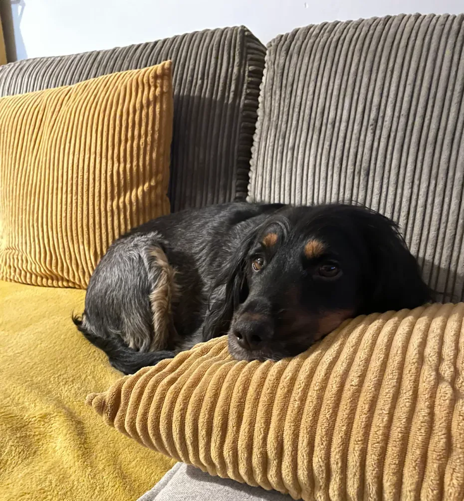 Portrait of Pippin