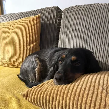 Photo of Pippin