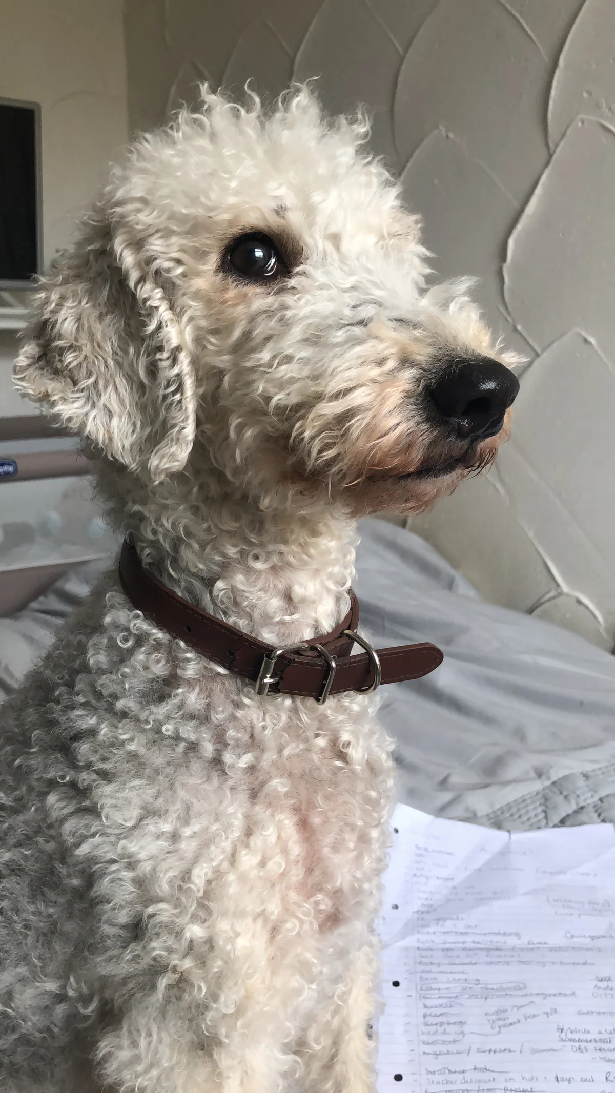 Pip, photo 2