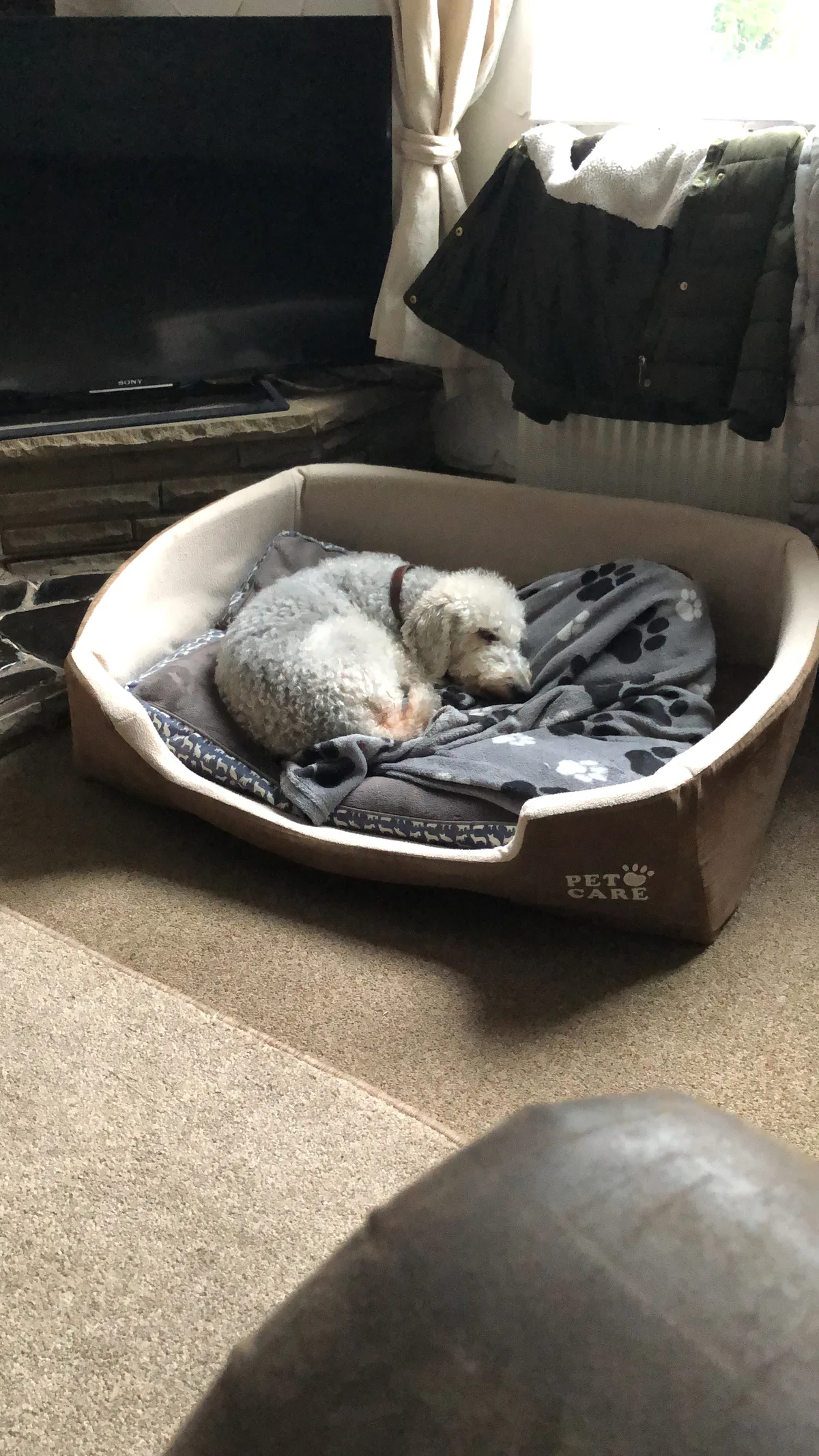 Pip, photo 3