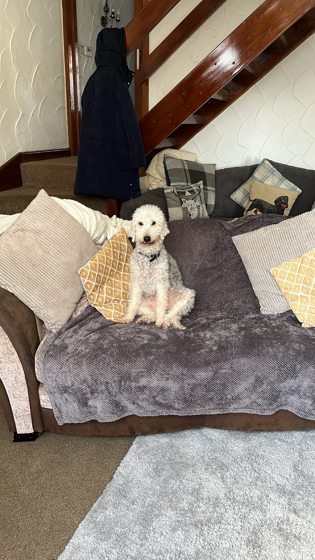 Pip, photo 5