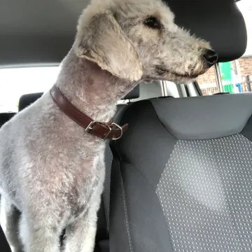 Photo of Pip