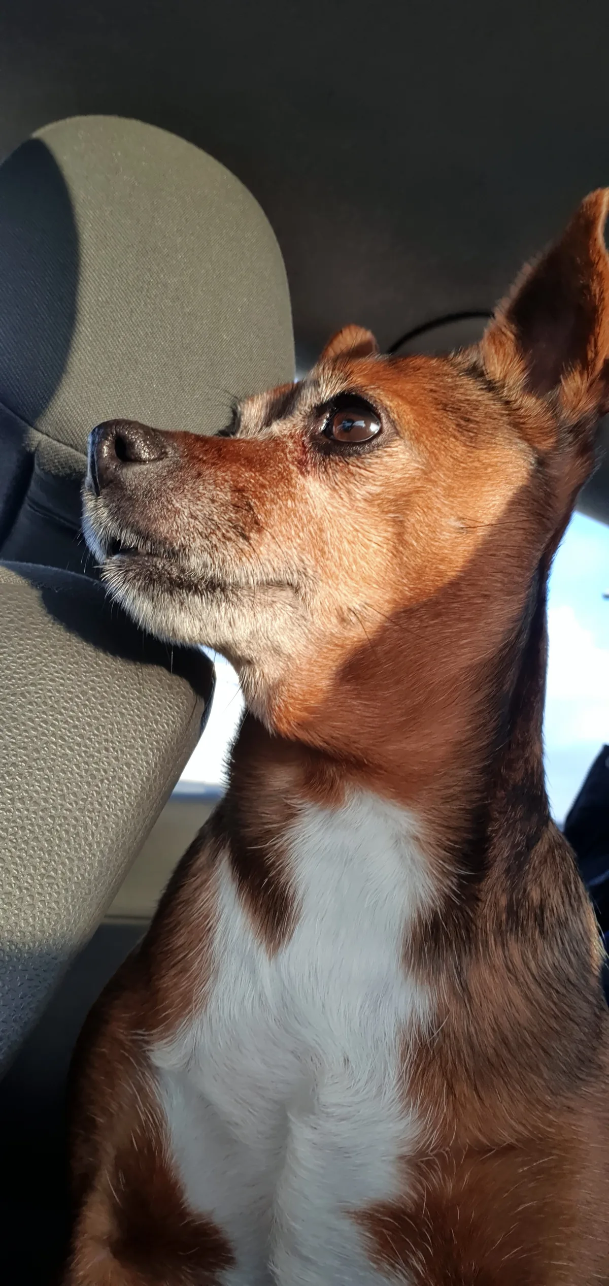 Rosie, photo 2