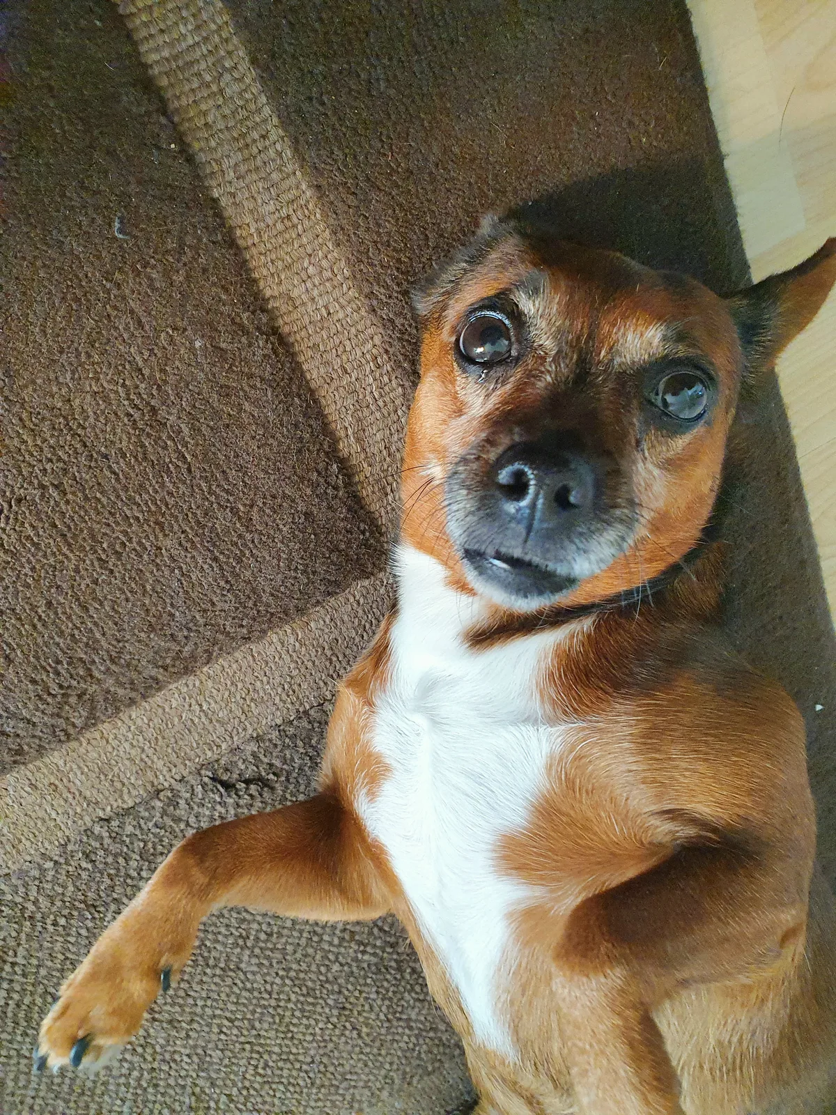 Rosie, photo 3