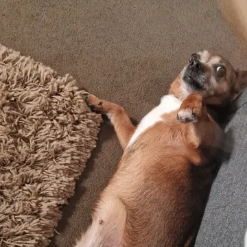 Photo of Rosie