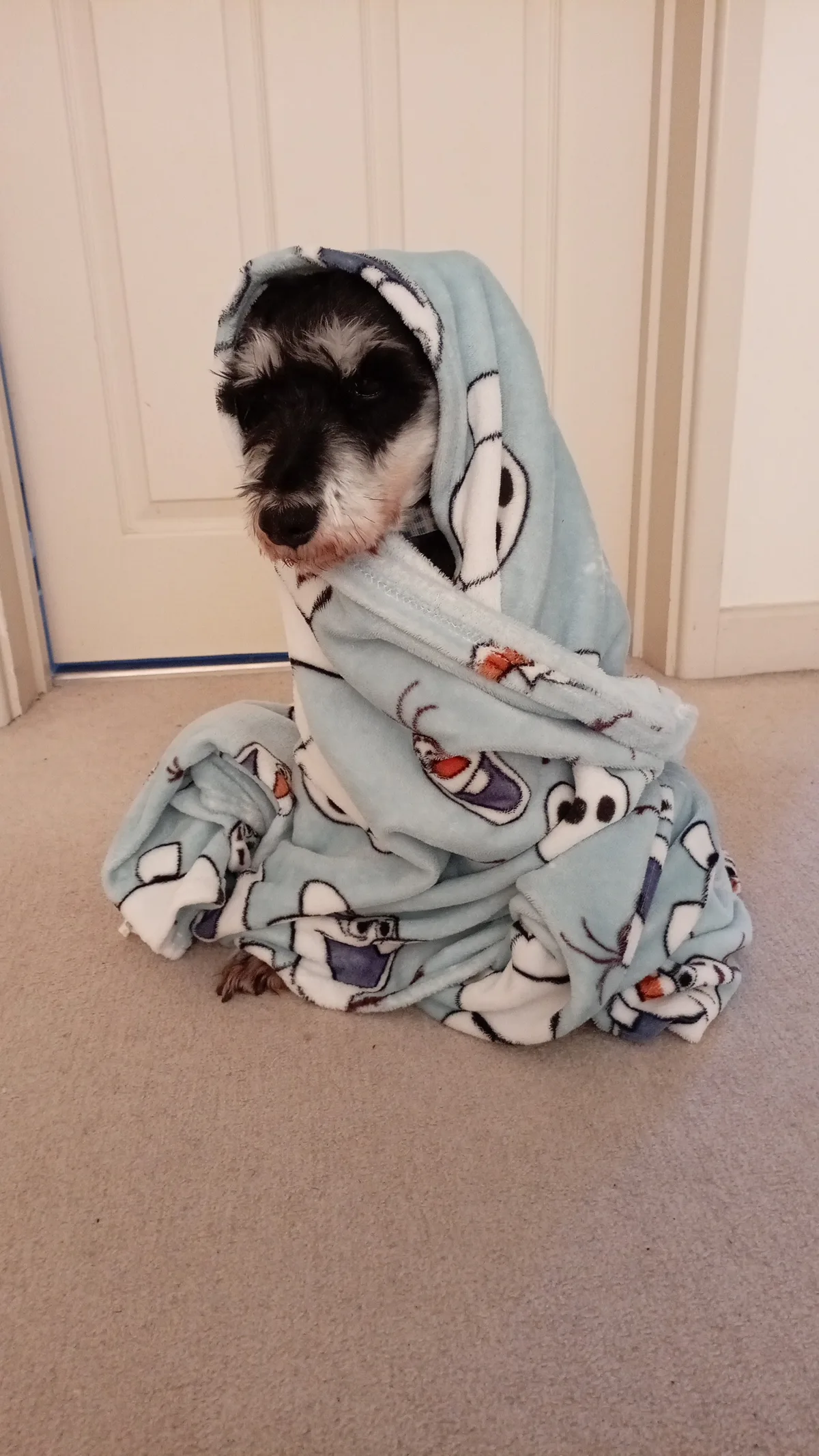 Bella, photo 3