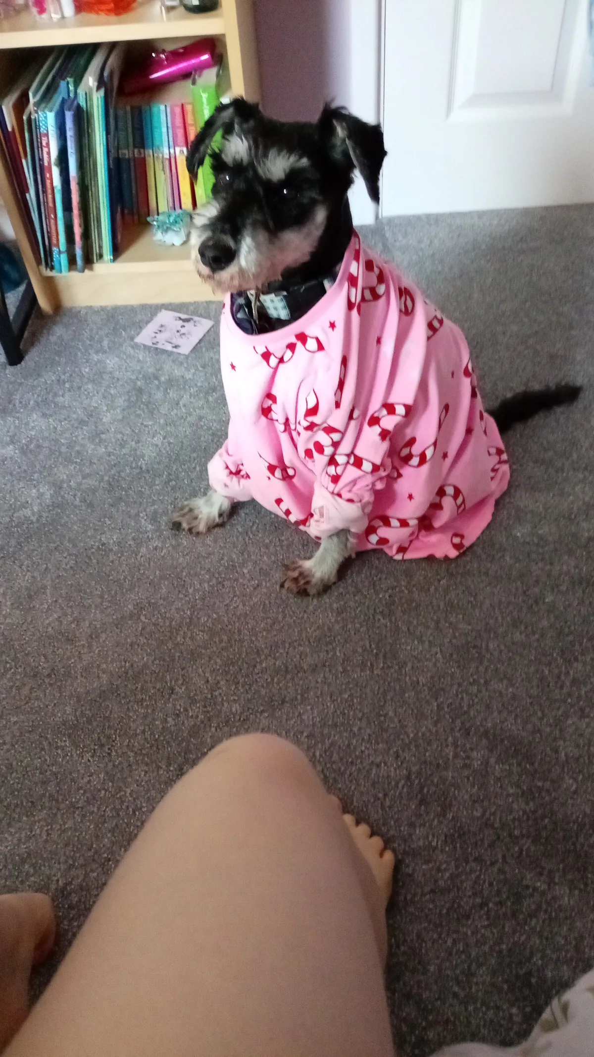 Bella, photo 5