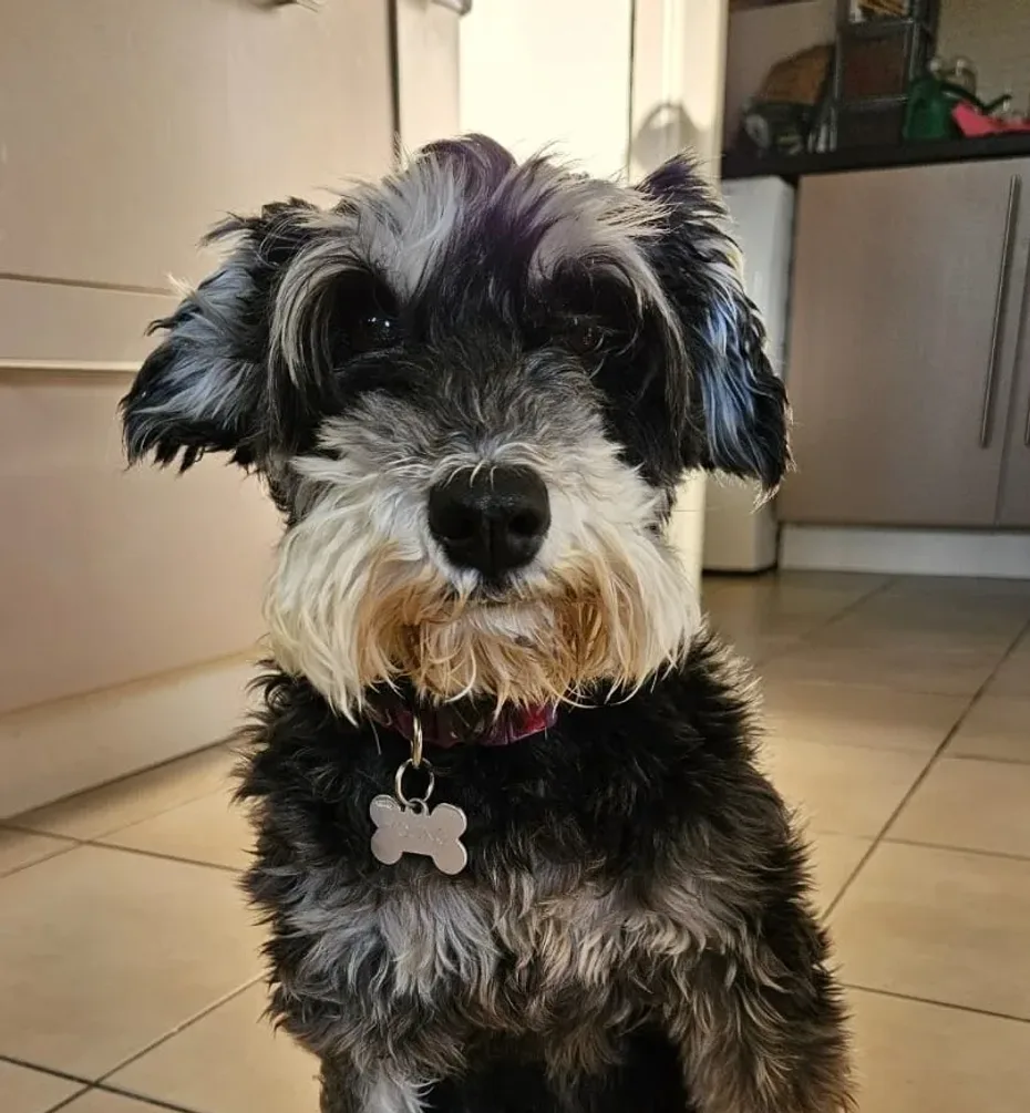 Portrait of Bella