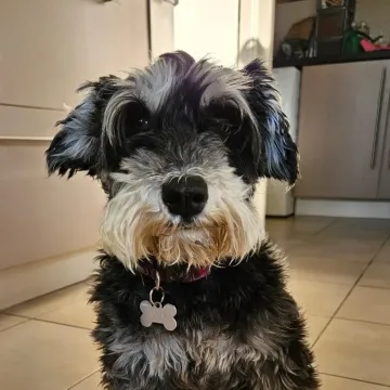 Photo of Bella