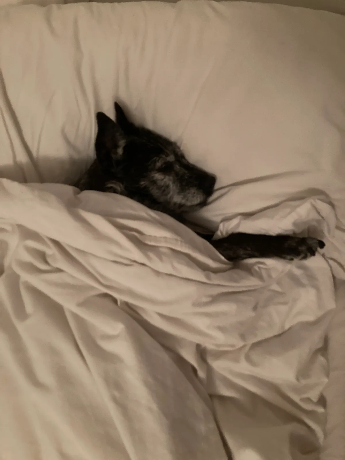 Peanut, photo 2