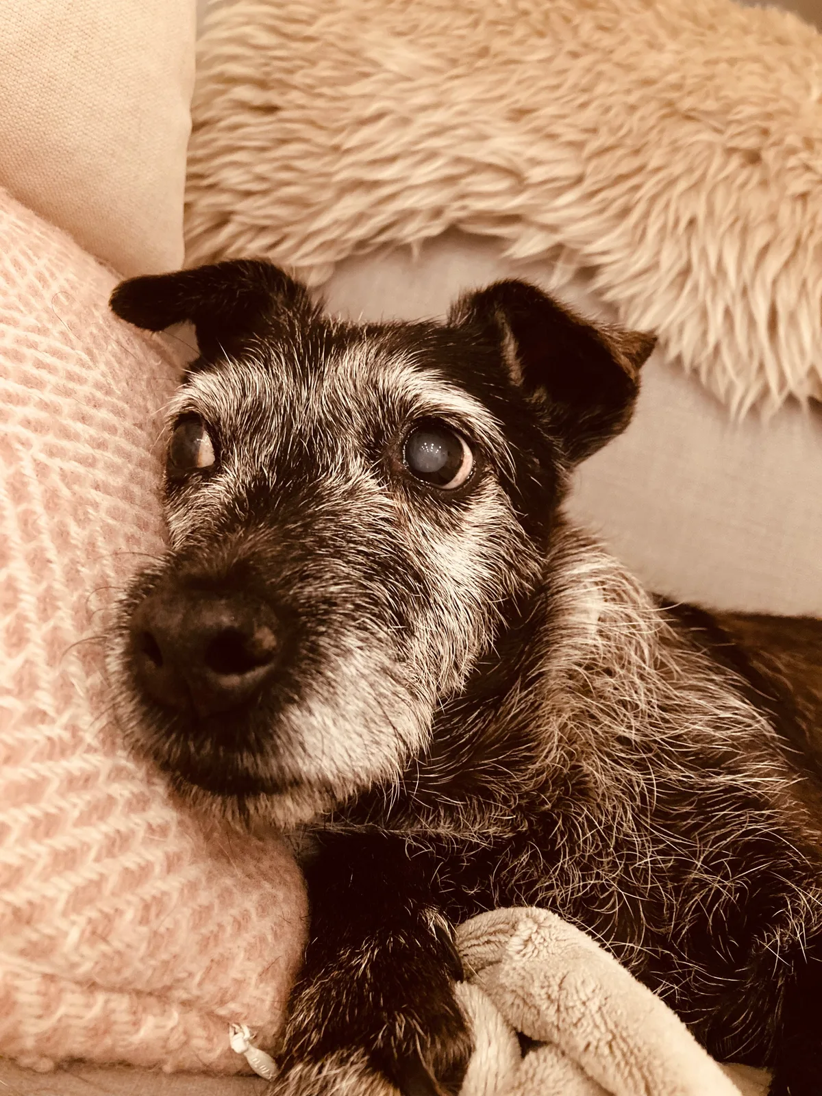 Peanut, photo 3
