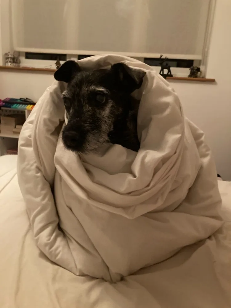 Peanut, photo 4