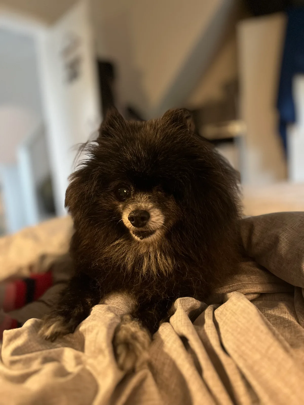 Bella, photo 2