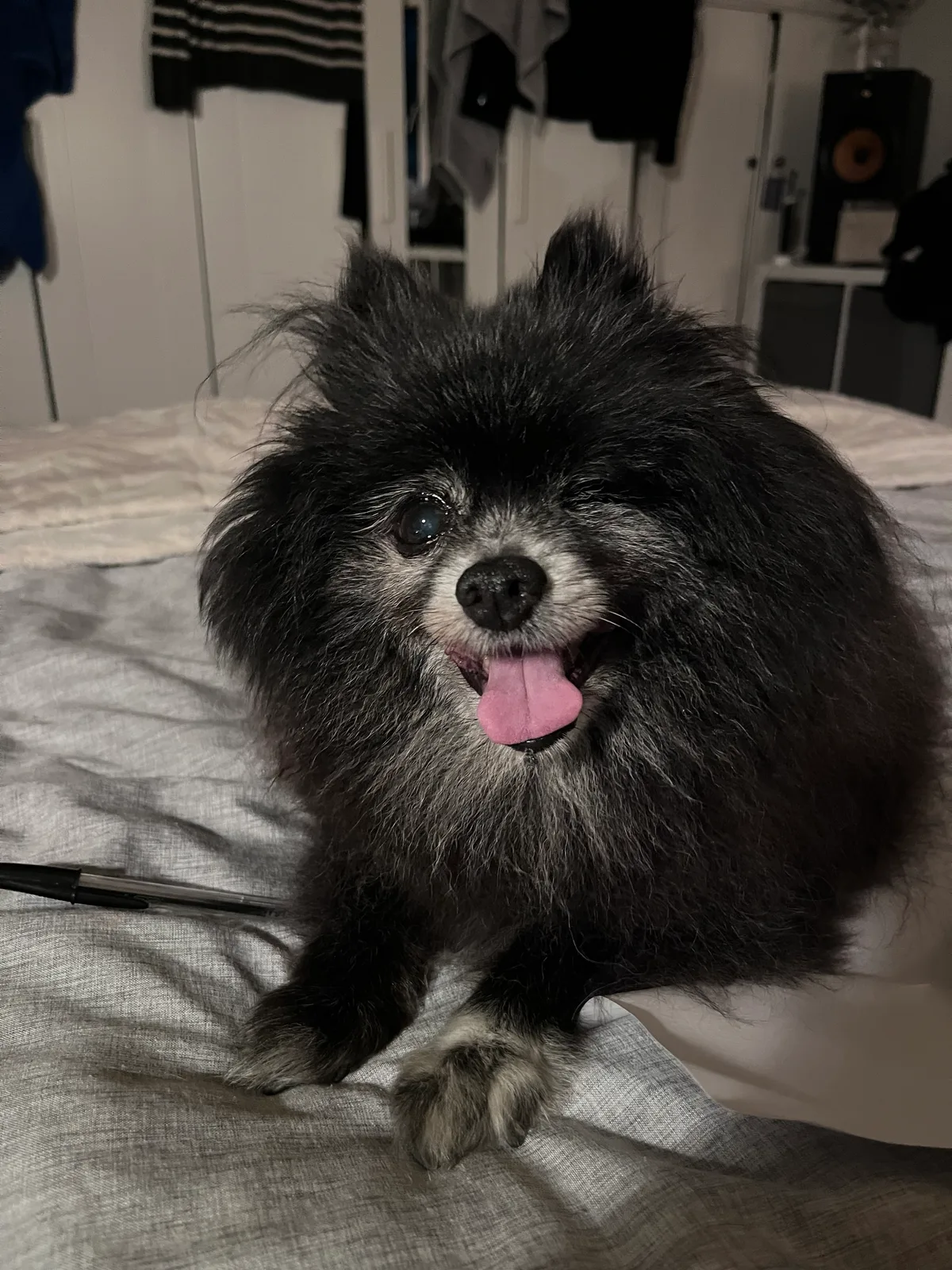 Bella, photo 3