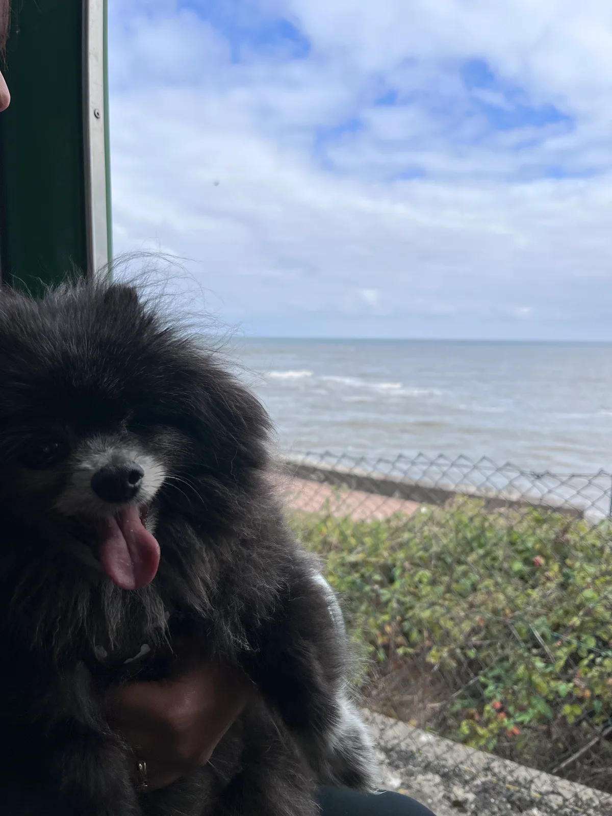Bella, photo 4