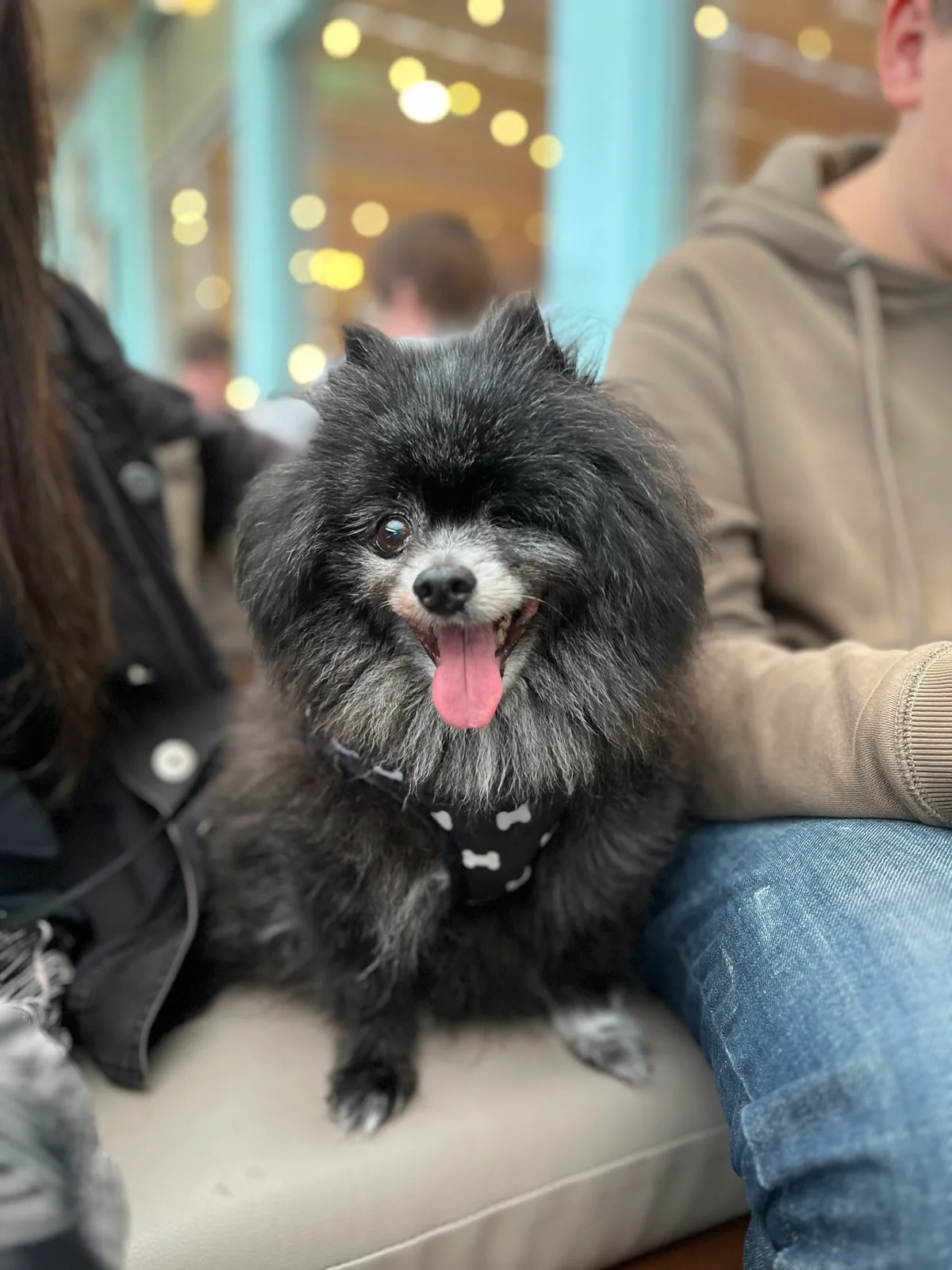 Bella, photo 5