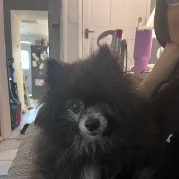 Photo of Bella