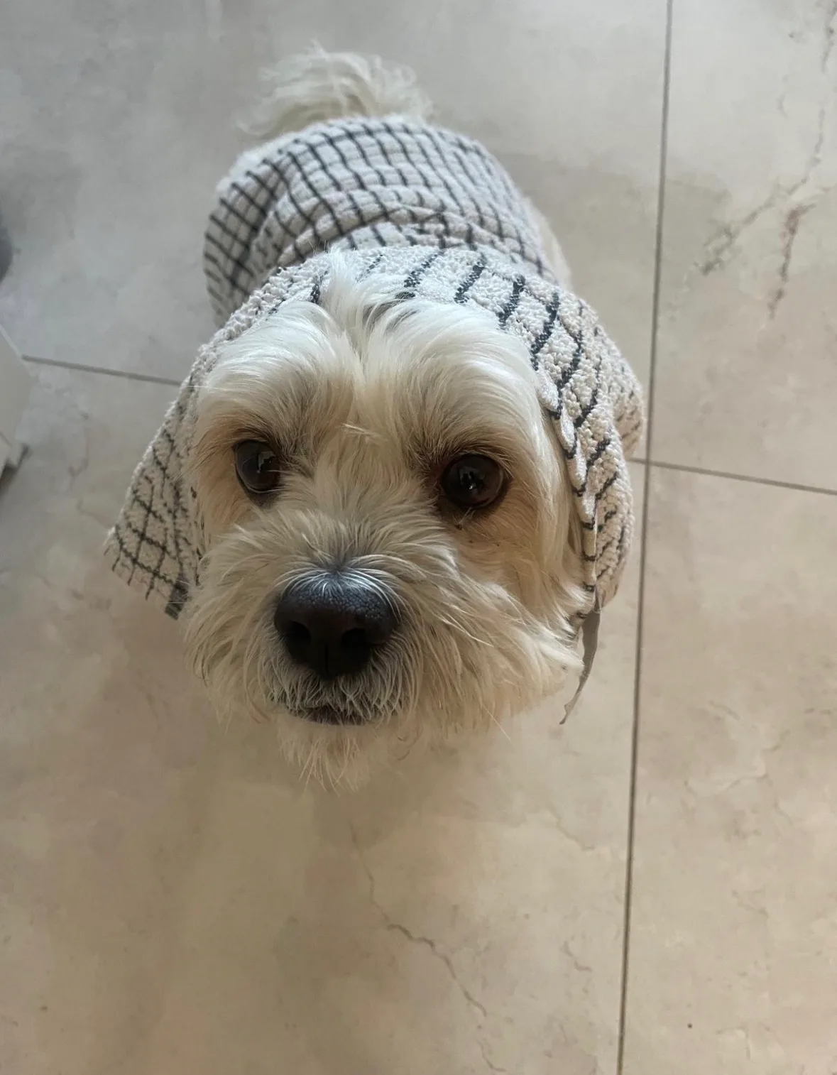 Buddy, photo 4