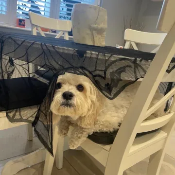 Photo of Buddy