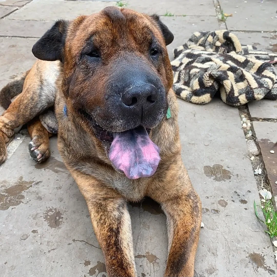 Reggie, photo 4