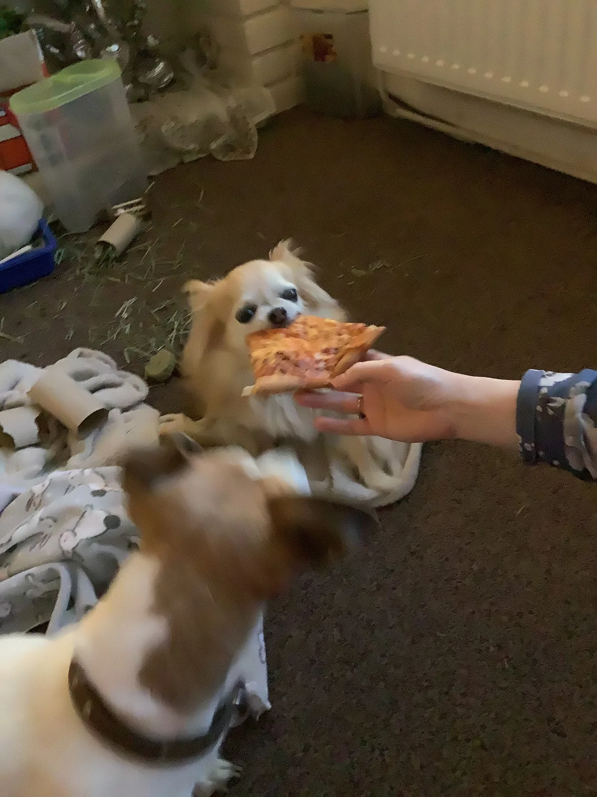 Gracie and Roxy, photo 4