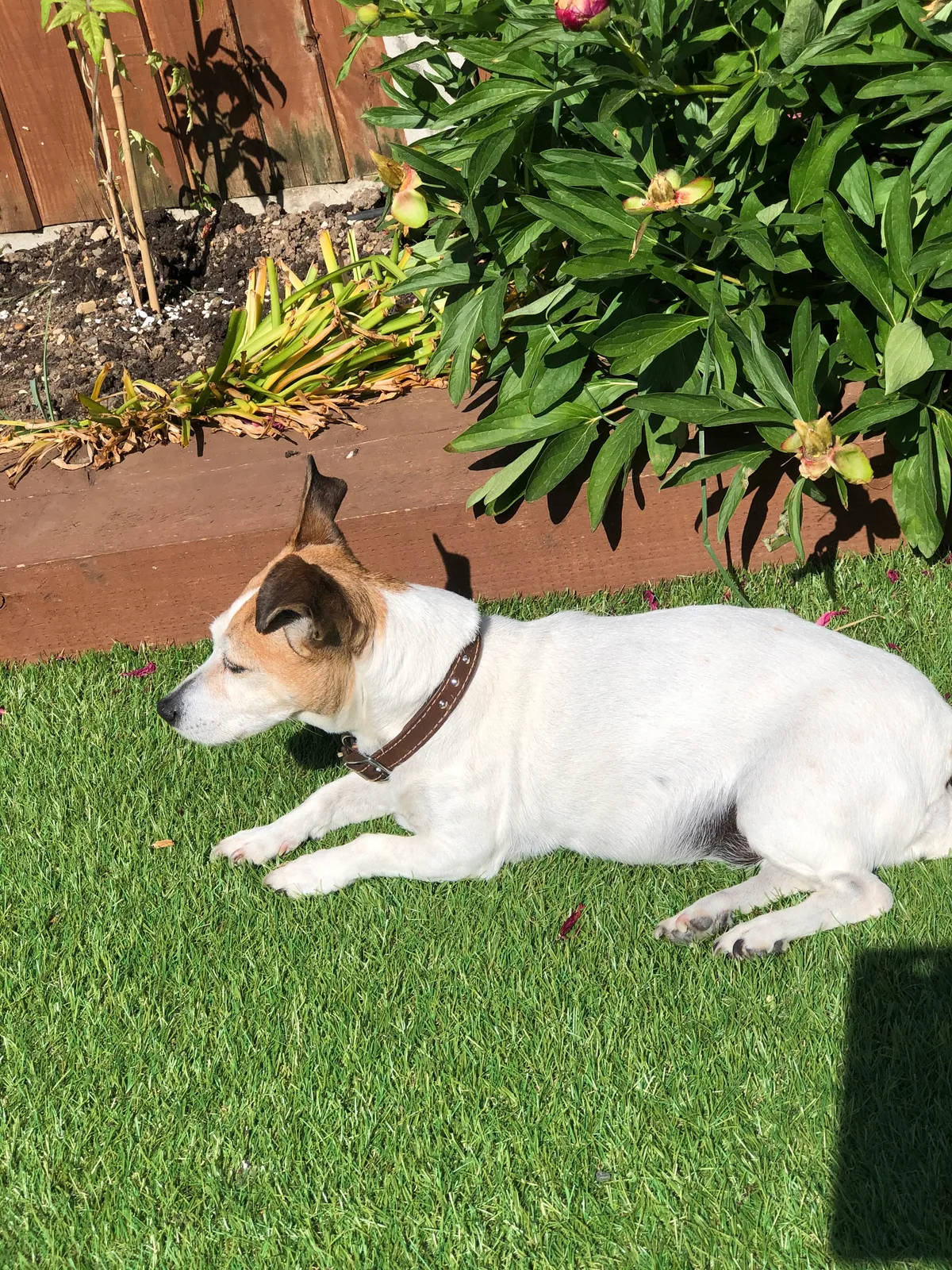 Gracie and Roxy, photo 5