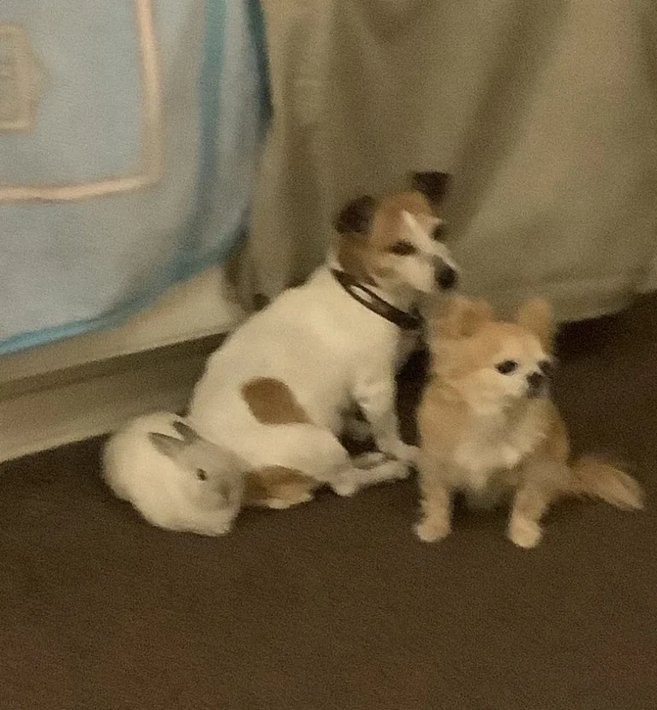 Portrait of Gracie and Roxy