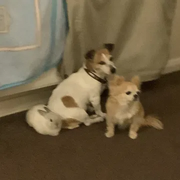 Photo of Gracie and Roxy
