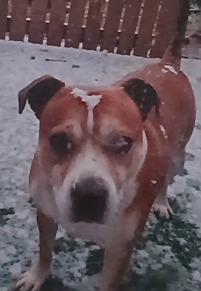 Bailey, photo 2