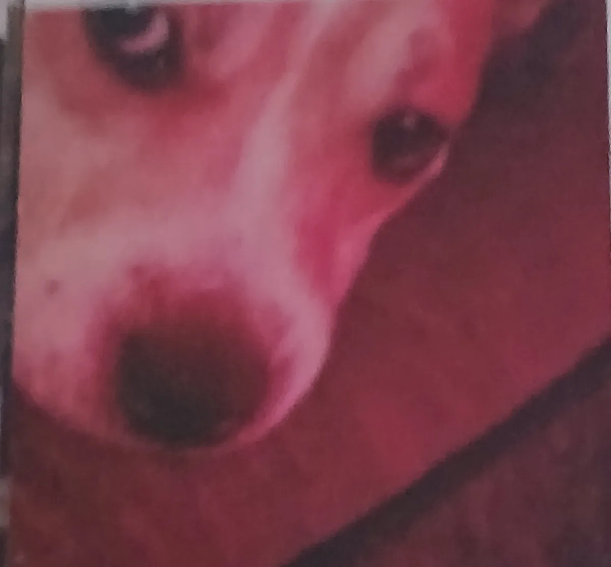 Bailey, photo 3