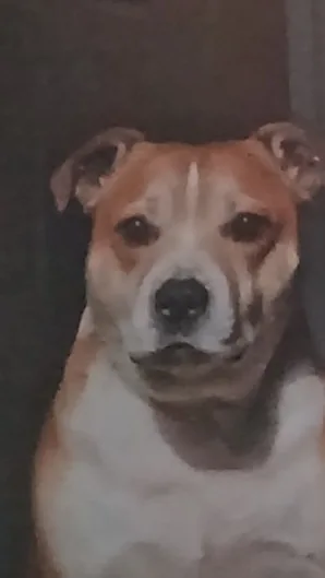 Bailey, photo 4