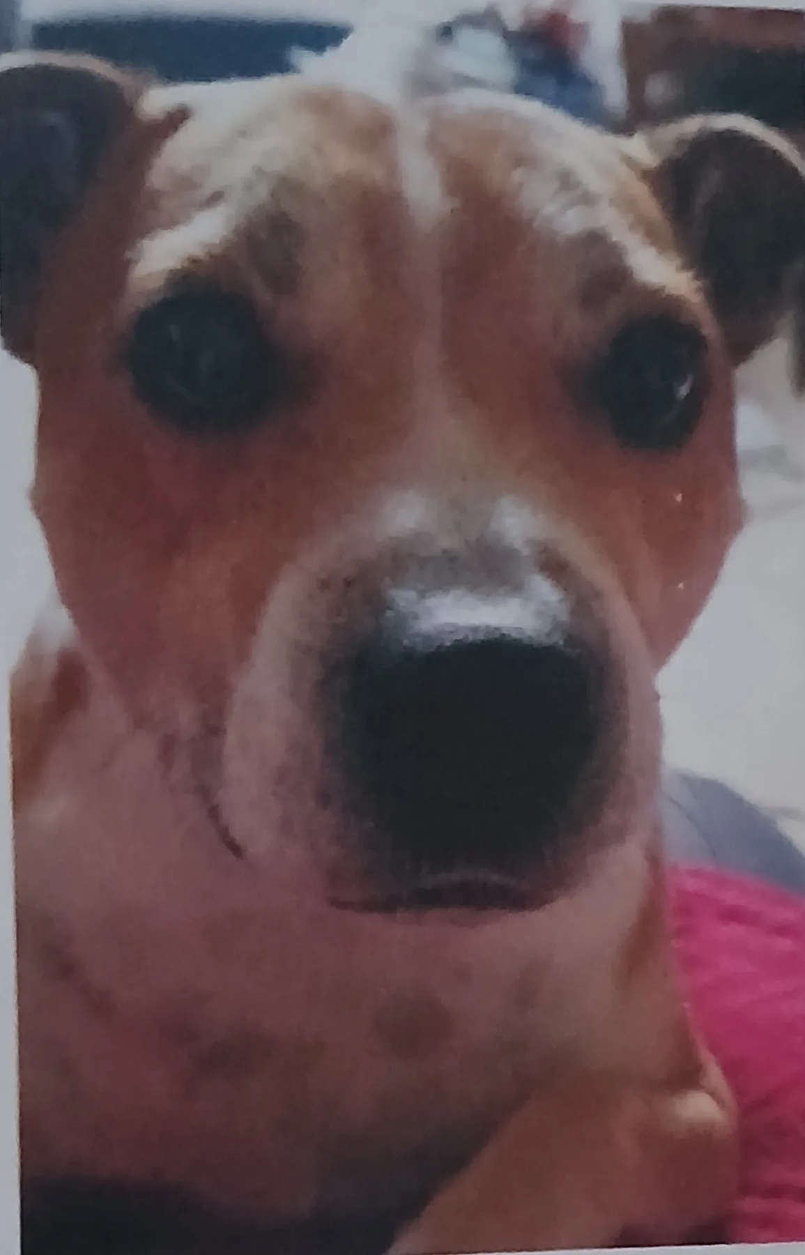 Bailey, photo 5