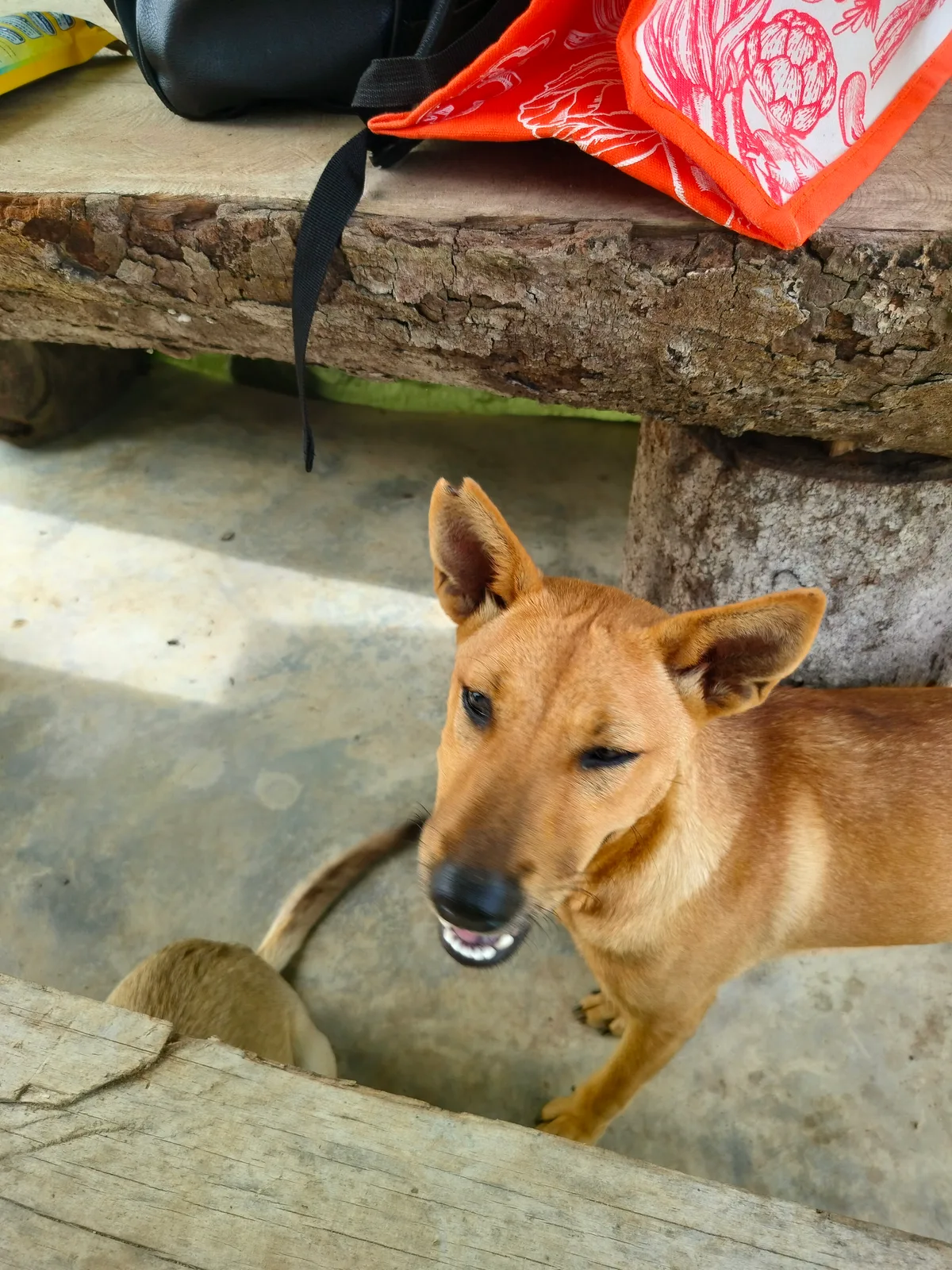 Polly, photo 2