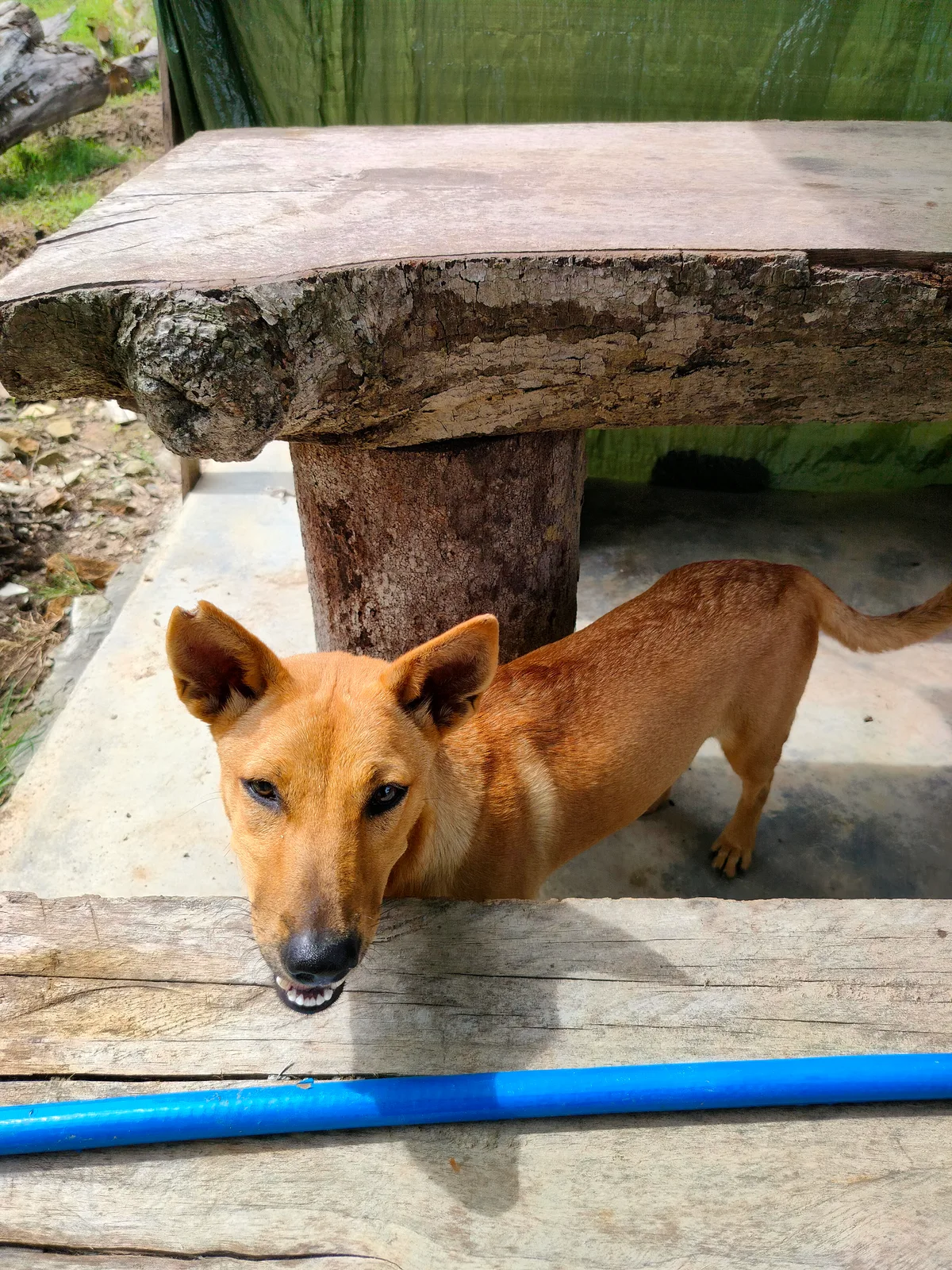 Polly, photo 4