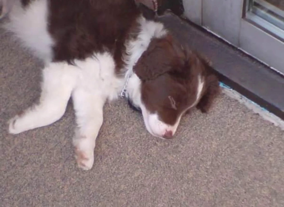 Sammy, photo 2