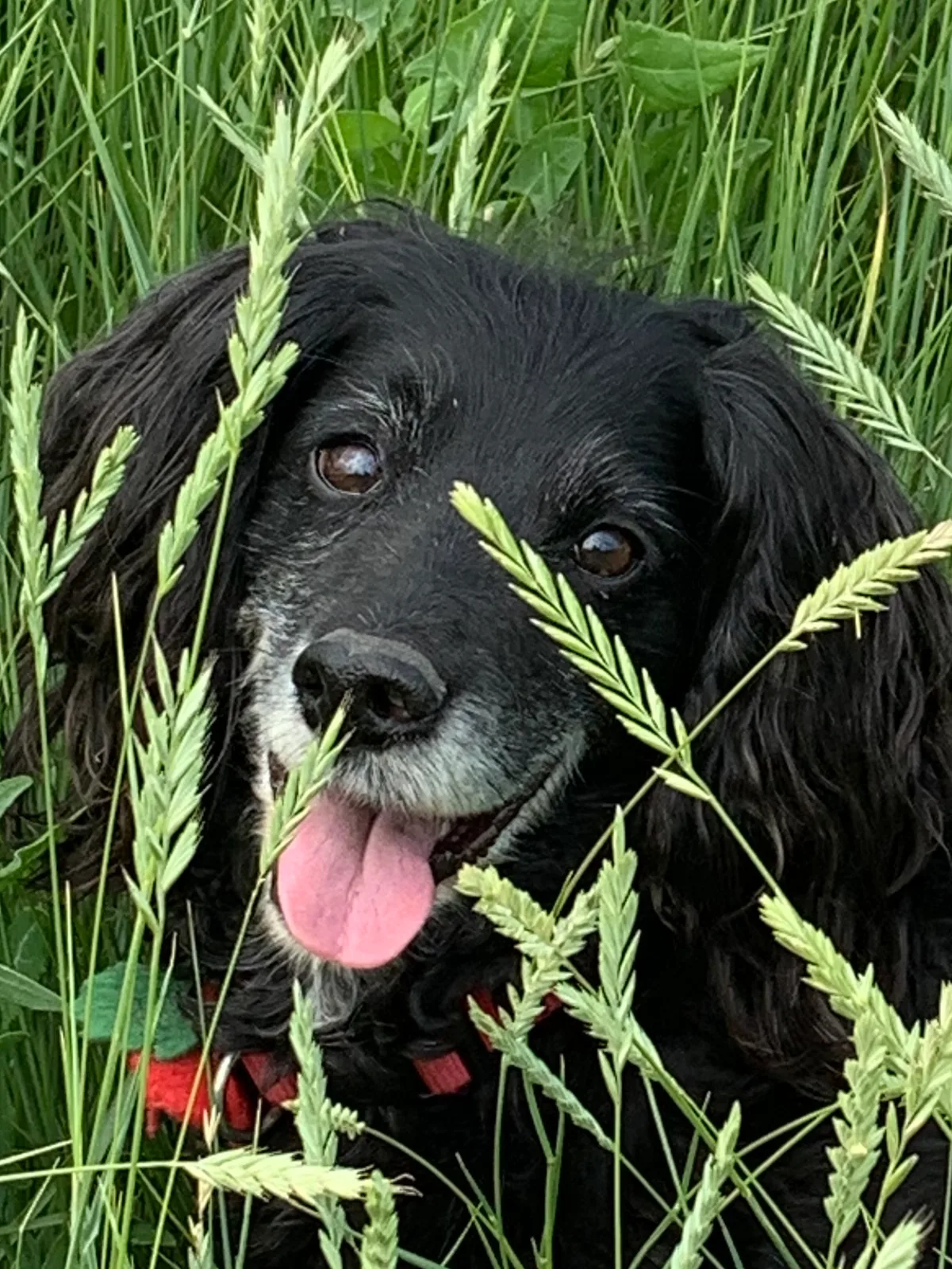 Poppy, photo 2